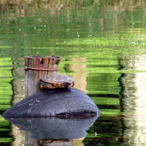 Parque Simón Bolivar (44)